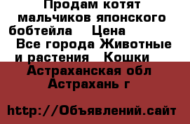 Продам котят мальчиков японского бобтейла. › Цена ­ 30 000 - Все города Животные и растения » Кошки   . Астраханская обл.,Астрахань г.